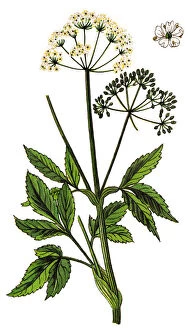 Aegopodium Podagraria Collection: Aegopodium podagraria (commonly called ground elder, herb gerard, bishops weed, goutweed
