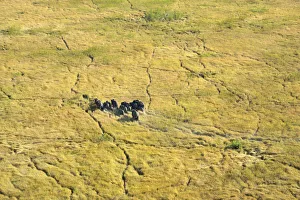 aerial view, african elephant, animal themes, animals in the wild, day, grassland aerial view, african elephant, animal themes, animals in the wild, day, grassland