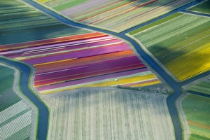 Aerial view of flower fields in spring, the Netherlands Aerial view of flower fields in spring, the Netherlands