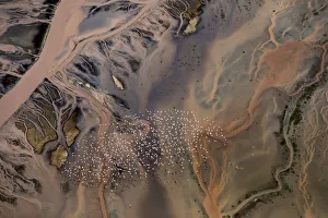 Aerial view of Lesser Flamingos flying over river delta Aerial view of Lesser Flamingos flying over river delta