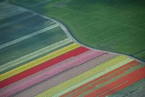 Netherlands Collection: Aerial view of tulip fields in the Netherlands