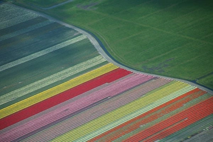 Aerial view of tulip fields in the Netherlands Aerial view of tulip fields in the Netherlands