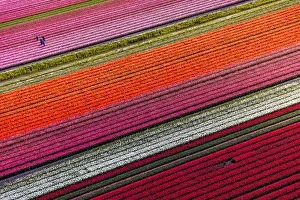 Aerial view of tulip fields in North Holland, Netherlands Aerial view of tulip fields in North Holland, Netherlands