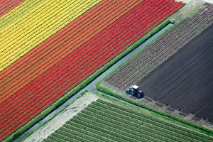 Aerial view of tulip fields and tractor, the Netherlands Aerial view of tulip fields and tractor, the Netherlands