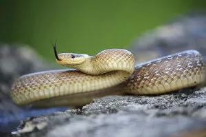 Aesculapian Snake Collection: Aesculapian Snake -Zamenis longissimus-, darting its tongue, on stone, lambent, Pleven region