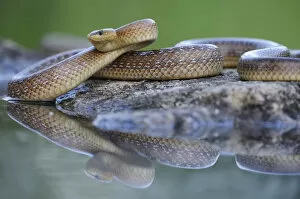 Aesculapian Snake Collection: Aesculapian Snake -Zamenis longissimus- at waters edge, reflection, Pleven region, Bulgaria
