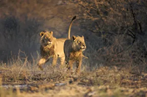 africa, african lion, animal, arid climate, barren, big five, bright, brown, captivity africa, african lion, animal, arid climate, barren, big five, bright, brown, captivity
