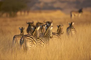 africa, ambient, animal, animal behavior, animals in the wild, bond, bonding, calm africa, ambient, animal, animal behavior, animals in the wild, bond, bonding, calm