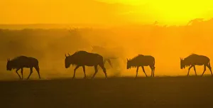 africa, animal behavior, animal themes, animals in the wild, antelope, backlit, beauty in nature africa, animal behavior, animal themes, animals in the wild, antelope, backlit, beauty in nature