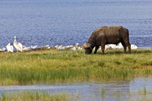 African Buffalo -Syncerus caffer- and White Pelicans -Pelecanus onocrotalus African Buffalo -Syncerus caffer- and White Pelicans -Pelecanus onocrotalus