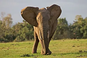 african bush elephant, african elephant, animal themes, bull, color image, day, eastern african bush elephant, african elephant, animal themes, bull, color image, day, eastern