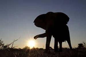 african bush elephant, animal themes, animals in the wild, beauty in nature, botswana african bush elephant, animal themes, animals in the wild, beauty in nature, botswana