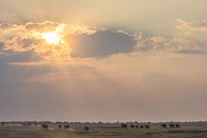 African Bush Elephant (loxodonta africana) in landscape, Chobe National Park African Bush Elephant (loxodonta africana) in landscape, Chobe National Park