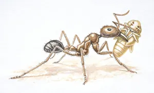 African Driver Ant, Dorylus nigricans, carrying a beetle pupa, side view African Driver Ant, Dorylus nigricans, carrying a beetle pupa, side view