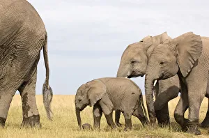 African Elephant, Amboseli National Park, Animal Themes, Animal life, Animals In The Wild African Elephant, Amboseli National Park, Animal Themes, Animal life, Animals In The Wild