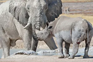 African elephant bull -Loxodonta africana- and Black rhinoceros -Diceros bicornis African elephant bull -Loxodonta africana- and Black rhinoceros -Diceros bicornis