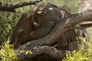 African elephant, Hoanib River Valley, Namibia African elephant, Hoanib River Valley, Namibia