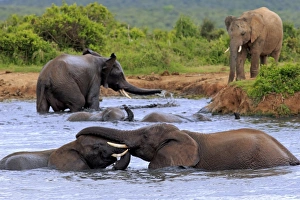 African elephant -Loxodonta africana- elephants bathing in the water, social behavior, group African elephant -Loxodonta africana- elephants bathing in the water, social behavior, group
