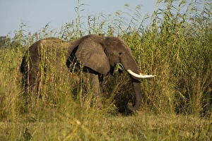 African Elephant -Loxodonta africana- feeding on high reeds on the river banks of African Elephant -Loxodonta africana- feeding on high reeds on the river banks of