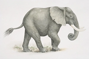 African Elephant (Loxodonta africana), side view African Elephant (Loxodonta africana), side view