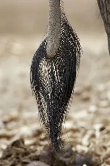 African Elephant tail (Loxoonta africana) African Elephant tail (Loxoonta africana)