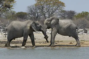 African elephants, Etosha National Park, Namibia African elephants, Etosha National Park, Namibia