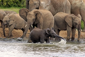 African Elephants -Loxodonta africana-, herd with young at a waterhole, Addo Elephant National Park, Eastern Cape African Elephants -Loxodonta africana-, herd with young at a waterhole, Addo Elephant National Park, Eastern Cape