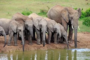 Nature wildlife/jurgen christine sohns nature wildlife/african elephants loxodonta africana Nature wildlife/jurgen christine sohns nature wildlife/african elephants loxodonta africana