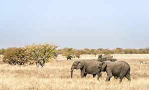 African Elephants -Loxodonta africana-, group moving through the dry grass, Etosha National Park, Namibia African Elephants -Loxodonta africana-, group moving through the dry grass, Etosha National Park, Namibia