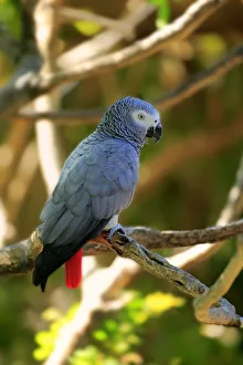 African Grey Parrot -Psittacus erithacus timneh-, adult on tree, native to Central Africa and West Africa, captive African Grey Parrot -Psittacus erithacus timneh-, adult on tree, native to Central Africa and West Africa, captive