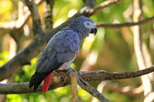 African Grey Parrot -Psittacus erithacus timneh-, adult on tree, native to Central Africa and West Africa, captive African Grey Parrot -Psittacus erithacus timneh-, adult on tree, native to Central Africa and West Africa, captive