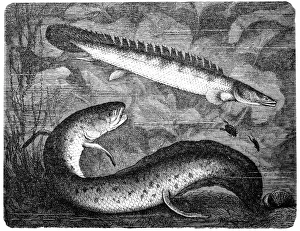 African lungfishes(protopterus annectens) and bichir reedfish African lungfishes(protopterus annectens) and bichir reedfish