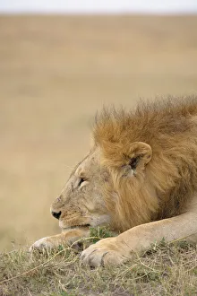 African Male Lion (Panthera leo) looking off into the distance on the plains of the Masai African Male Lion (Panthera leo) looking off into the distance on the plains of the Masai