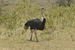 African ostrich -Struthio camelus- in the Ngorongoro Crater, Ngorongoro Conservation Area, Tanzania African ostrich -Struthio camelus- in the Ngorongoro Crater, Ngorongoro Conservation Area, Tanzania