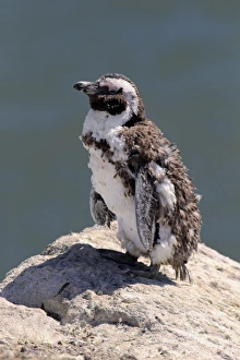 African Penguin or Jackass Penguin -Spheniscus demersus-, adult on rock, moulting, Bettys Bay, Western Cape African Penguin or Jackass Penguin -Spheniscus demersus-, adult on rock, moulting, Bettys Bay, Western Cape