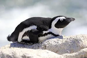 African Penguin -Spheniscus demersus-, adult resting on rock, Bettys Bay, Western Cape, South Africa African Penguin -Spheniscus demersus-, adult resting on rock, Bettys Bay, Western Cape, South Africa