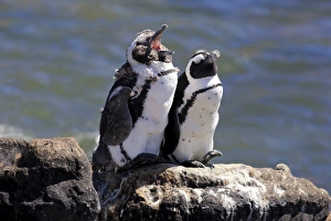 African Penguins or Jackass Penguins -Spheniscus demersus-, pair on rocks, yawning, Bettys Bay, Western Cape African Penguins or Jackass Penguins -Spheniscus demersus-, pair on rocks, yawning, Bettys Bay, Western Cape