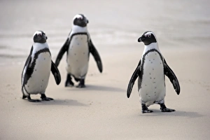 African Penguins -Spheniscus demersus- on the beach, Boulders Beach, Simons Town, Western Cape, South Africa African Penguins -Spheniscus demersus- on the beach, Boulders Beach, Simons Town, Western Cape, South Africa
