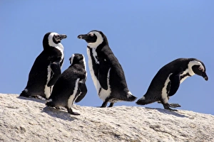 African Penguins -Spheniscus demersus- on rocks, Boulders Beach, Simons Town, Western Cape, South Africa African Penguins -Spheniscus demersus- on rocks, Boulders Beach, Simons Town, Western Cape, South Africa