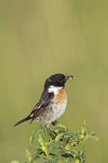 African stonechat -Saxicola torquata-, male with a cross spider, Burgenland, Austria, Europe African stonechat -Saxicola torquata-, male with a cross spider, Burgenland, Austria, Europe