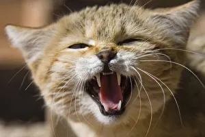 African Wildcat (Felis silvestris lybica), snarling, Libya, North Africa, Africa African Wildcat (Felis silvestris lybica), snarling, Libya, North Africa, Africa