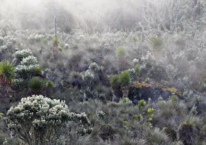 Afro alpine vegetation in the mist, Hunwicks Camp, Kilembe Route, Rwenzori National Park Afro alpine vegetation in the mist, Hunwicks Camp, Kilembe Route, Rwenzori National Park