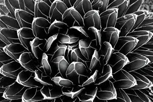 Agave victoriae-reginae (Queen Victoria agave, royal agave) Agave victoriae-reginae (Queen Victoria agave, royal agave)