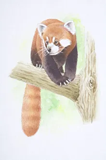 Ailurus fulgens, Lesser Panda perched on tree branch Ailurus fulgens, Lesser Panda perched on tree branch