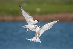 Air fight between two Sandwich Terns -Sterna sandvicensis-, Texel, The Netherlands Air fight between two Sandwich Terns -Sterna sandvicensis-, Texel, The Netherlands