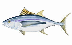 Albacore (Thunnus alalunga), saltwater fish Albacore (Thunnus alalunga), saltwater fish