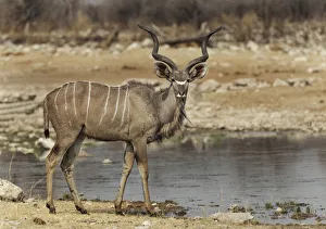 An alert lone Kudu bull Tregalaphus strepsiceros at a water hole displaying caution An alert lone Kudu bull Tregalaphus strepsiceros at a water hole displaying caution