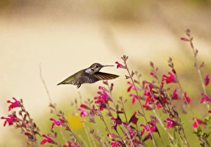 Allen's Hummingbird in Flight Allen's Hummingbird in Flight