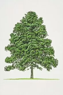 Alder Tree Collection: Alnus glutinosa, Common Alder tree