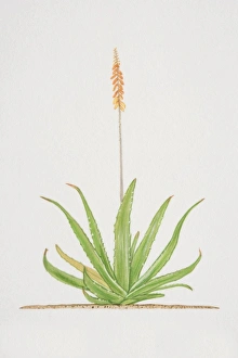 Collections/dorling kindersley prints/aloe flowering aloe vera plant Collections/dorling kindersley prints/aloe flowering aloe vera plant